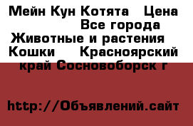 Мейн Кун Котята › Цена ­ 15 000 - Все города Животные и растения » Кошки   . Красноярский край,Сосновоборск г.